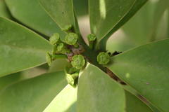 Euphorbia nivulia